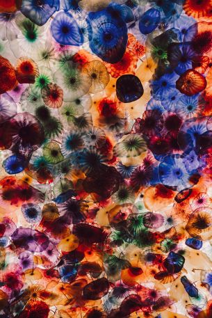 jellyfish, color, underwater Wallpaper 5504x8256