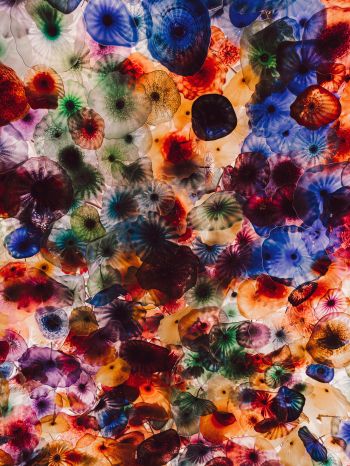 jellyfish, color, underwater Wallpaper 1536x2048