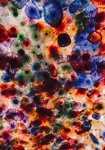 jellyfish, color, underwater Wallpaper 1668x2388