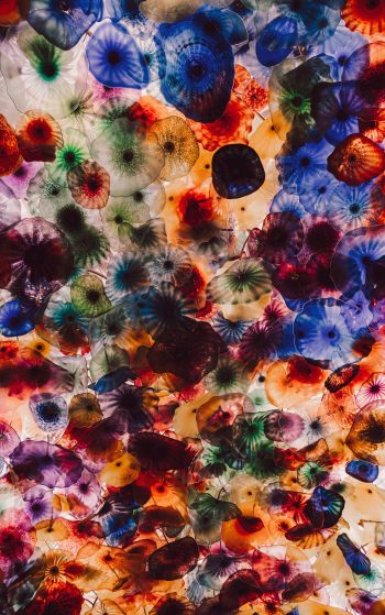 jellyfish, color, underwater Wallpaper 1752x2800