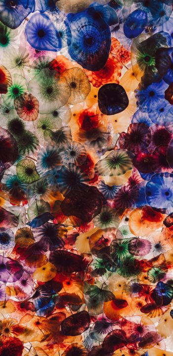Обои 1440x2960 медузы, цветной, под водой
