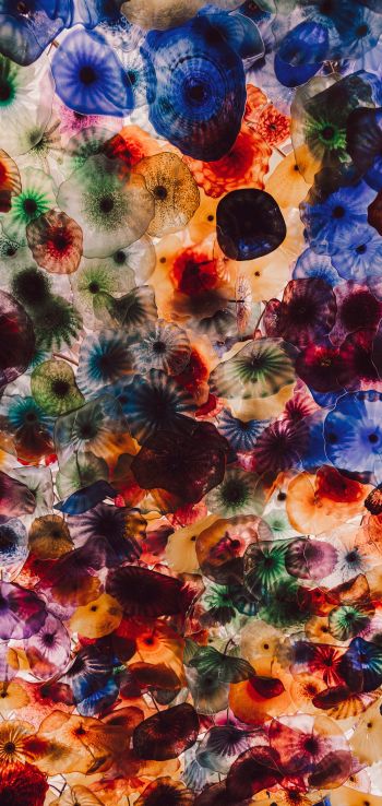 jellyfish, color, underwater Wallpaper 720x1520