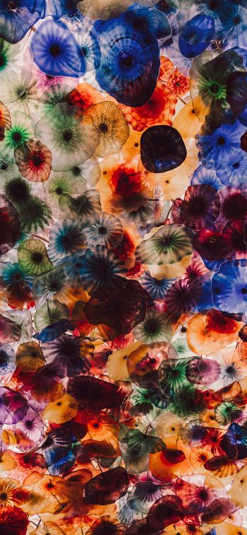 Обои 828x1792 медузы, цветной, под водой