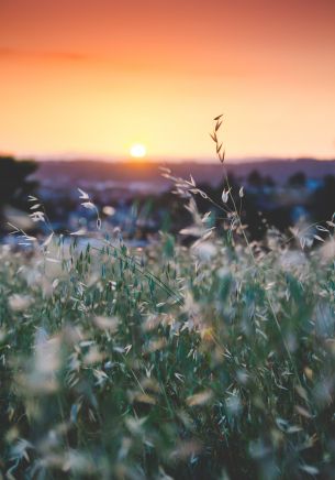 plant, sunrise, grass Wallpaper 1668x2388