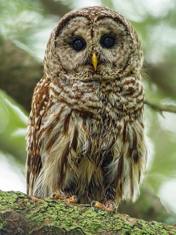 owl, look, black eyes Wallpaper 1668x2224