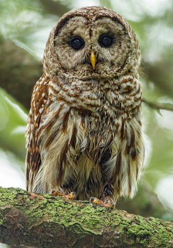 owl, look, black eyes Wallpaper 1668x2388