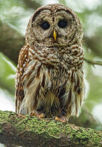 owl, look, black eyes Wallpaper 1640x2360