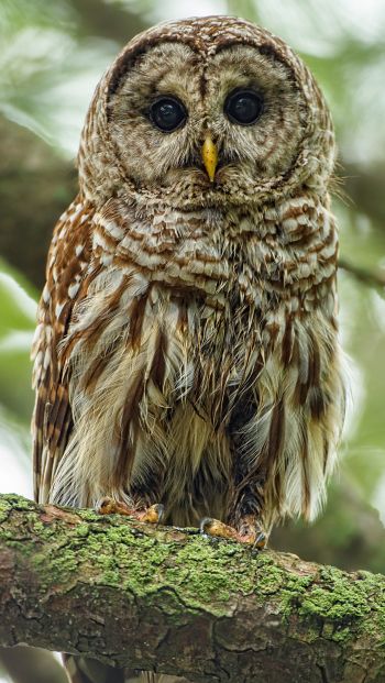 owl, look, black eyes Wallpaper 640x1136