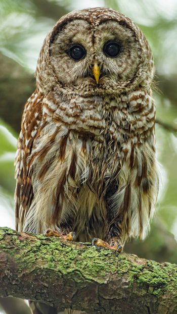 owl, look, black eyes Wallpaper 1440x2560