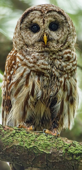 owl, look, black eyes Wallpaper 1080x2220