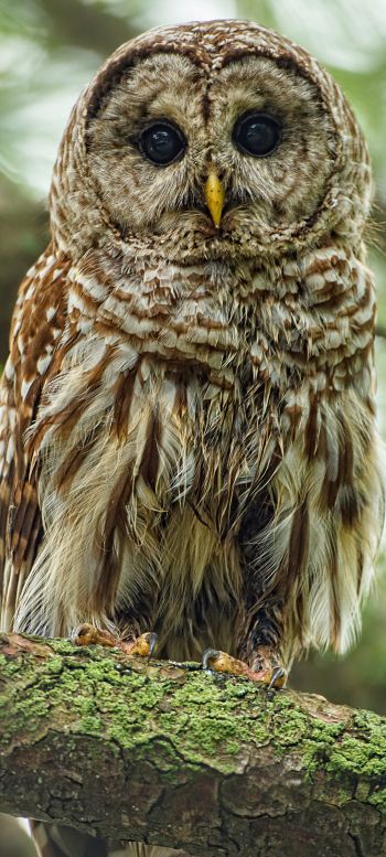 owl, look, black eyes Wallpaper 1440x3200