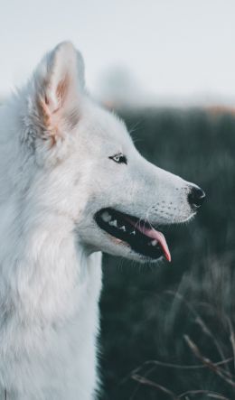 dog, pet Wallpaper 600x1024