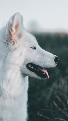 dog, pet Wallpaper 640x1136