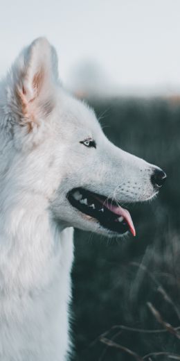 dog, pet Wallpaper 720x1440