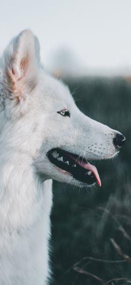 dog, pet Wallpaper 1080x2340