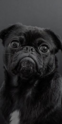 pug, dog, black Wallpaper 720x1440