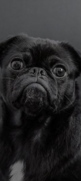 pug, dog, black Wallpaper 1080x2400