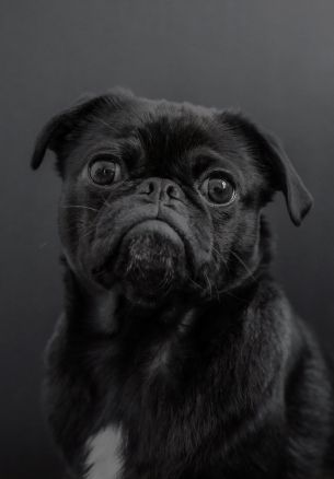 pug, dog, black Wallpaper 1640x2360