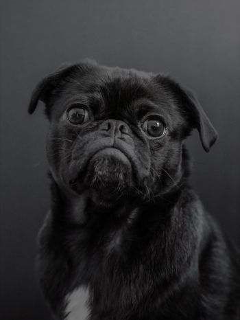 pug, dog, black Wallpaper 1536x2048