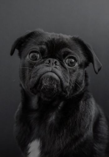 pug, dog, black Wallpaper 1668x2388