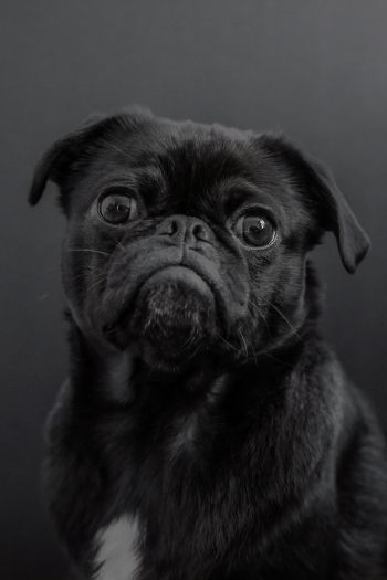 pug, dog, black Wallpaper 640x960