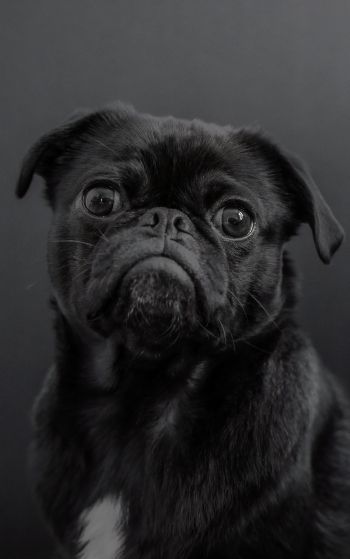 pug, dog, black Wallpaper 1752x2800