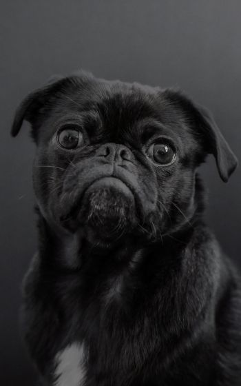 pug, dog, black Wallpaper 1600x2560