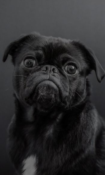 pug, dog, black Wallpaper 1200x2000