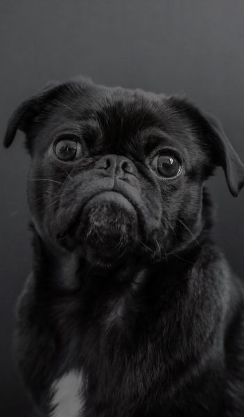 pug, dog, black Wallpaper 600x1024