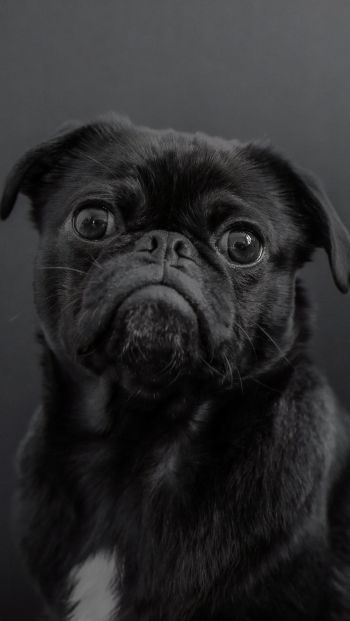 pug, dog, black Wallpaper 640x1136