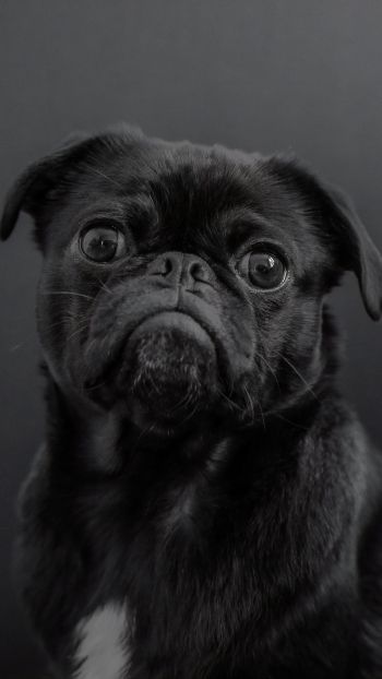 pug, dog, black Wallpaper 1440x2560