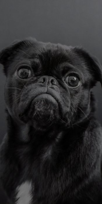 pug, dog, black Wallpaper 720x1440