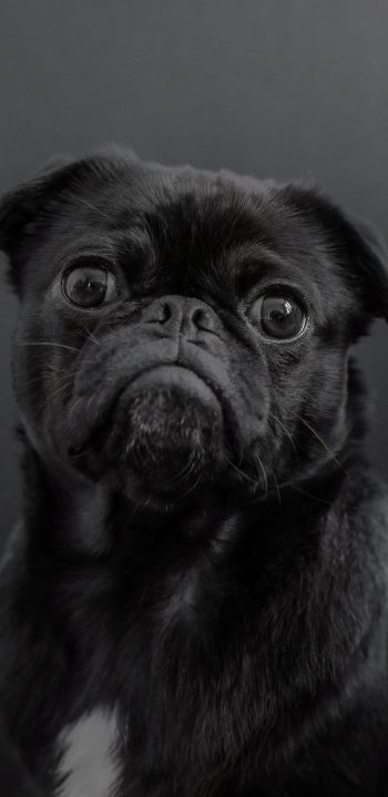 pug, dog, black Wallpaper 1080x2220