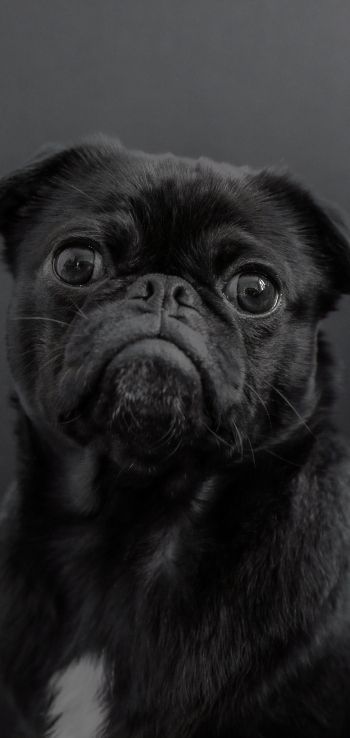 pug, dog, black Wallpaper 1440x3040