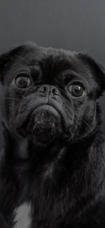 pug, dog, black Wallpaper 828x1792