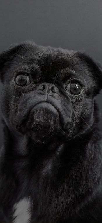 pug, dog, black Wallpaper 1080x2340