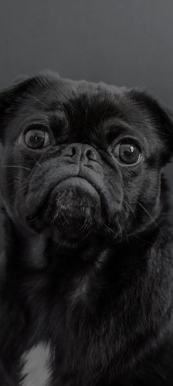 pug, dog, black Wallpaper 1440x3200