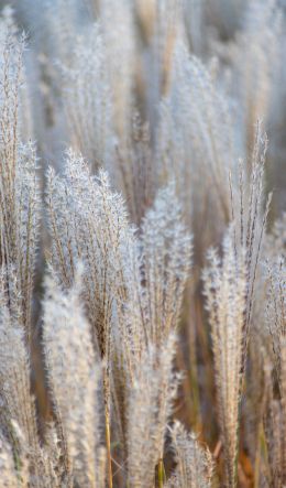 pole, vegetation, grass Wallpaper 600x1024