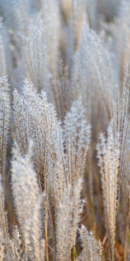 pole, vegetation, grass Wallpaper 720x1440