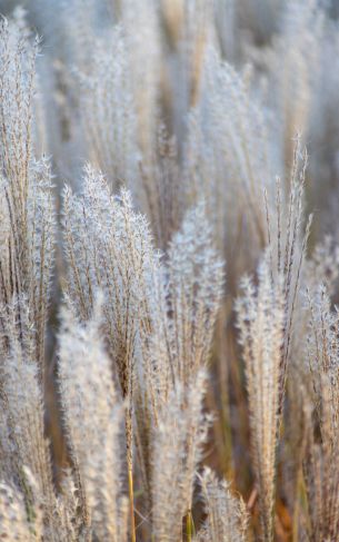 pole, vegetation, grass Wallpaper 1752x2800