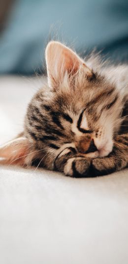 kitten, dream, rest Wallpaper 1080x2220