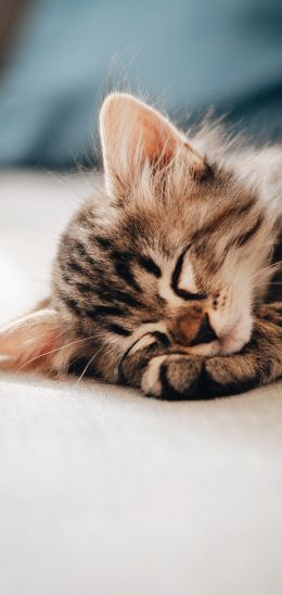 kitten, dream, rest Wallpaper 1080x2280