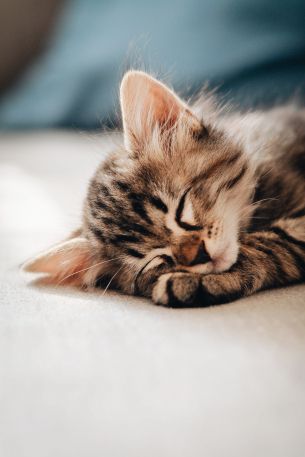 kitten, dream, rest Wallpaper 640x960