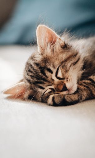 kitten, dream, rest Wallpaper 1200x2000