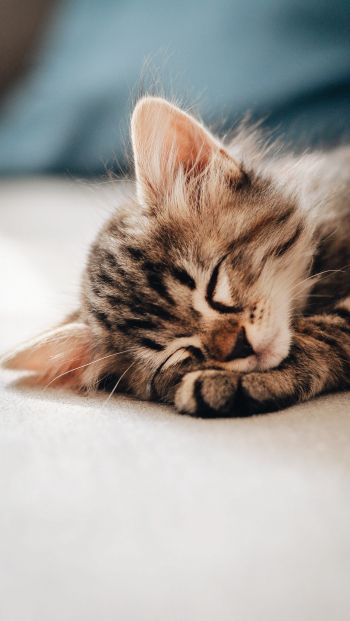 kitten, dream, rest Wallpaper 640x1136