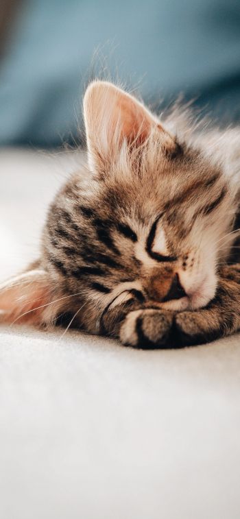 kitten, dream, rest Wallpaper 828x1792