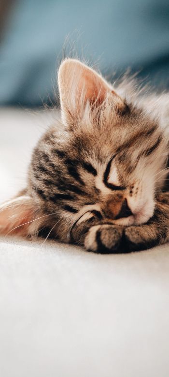kitten, dream, rest Wallpaper 1440x3200