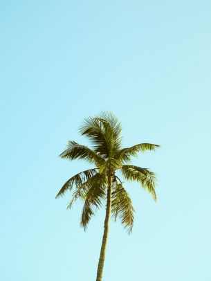 Palm, sky, blue Wallpaper 2048x2732