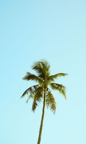 Palm, sky, blue Wallpaper 1200x2000