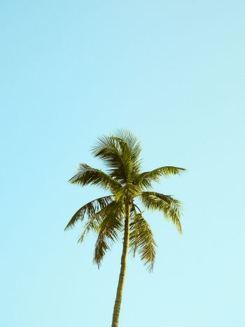 Palm, sky, blue Wallpaper 1536x2048